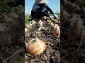#shorts #farming #highlights #ytviral