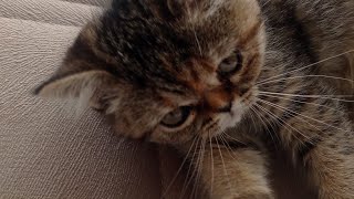 Ben Telefonu Kapatmadim Sessize Aldim