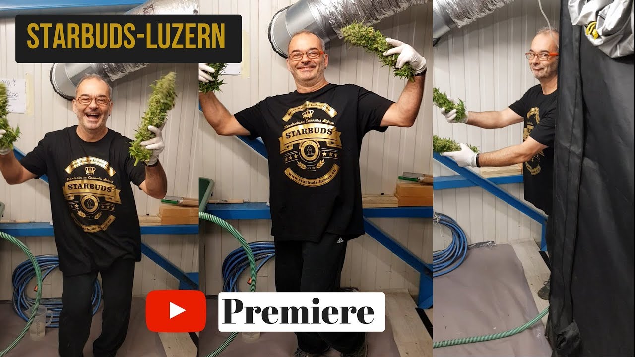 Starbuds-luzern fun at Harvest