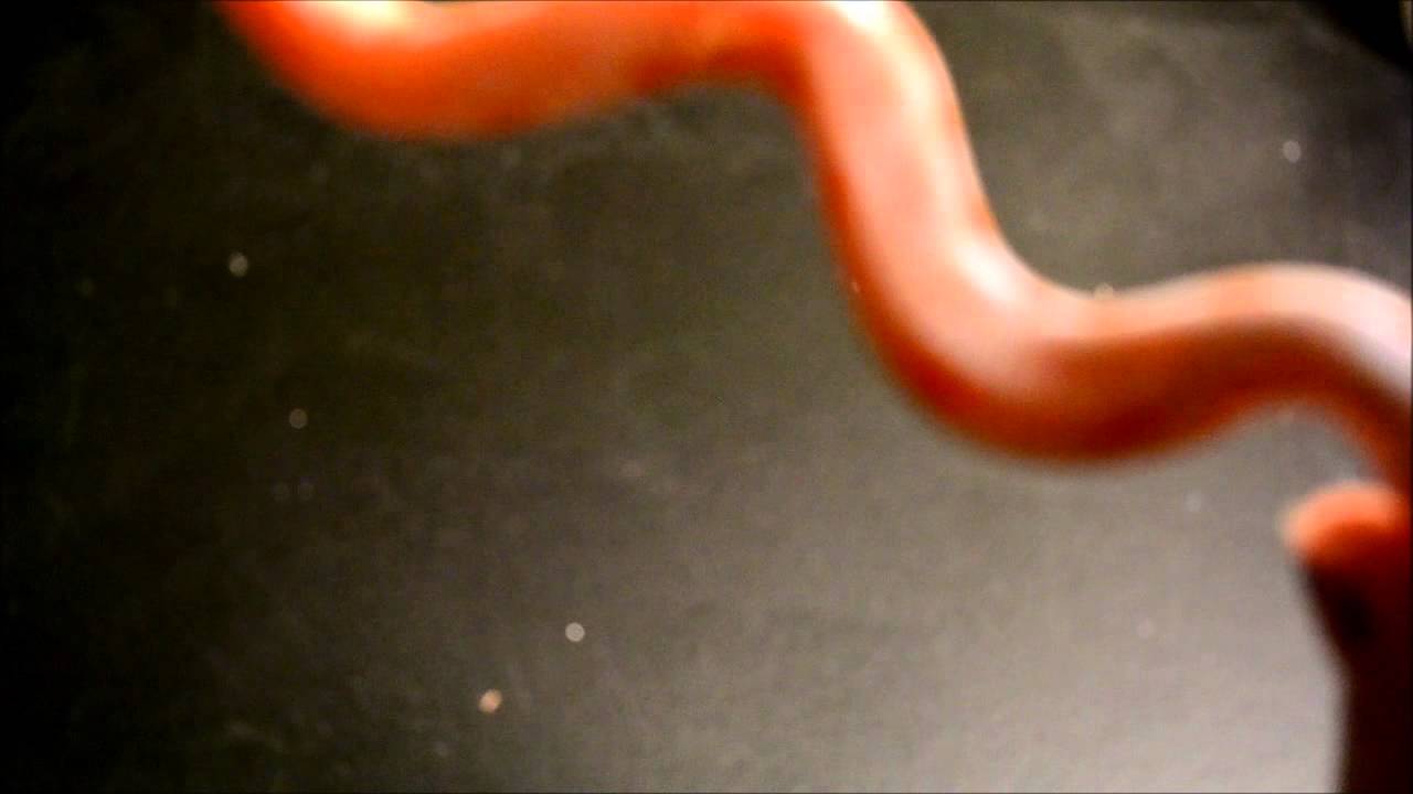 camera iphone 8 plus apk Albino corn snake