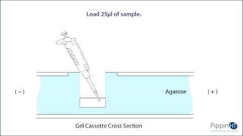 Tutorial: Loading Samples on the PippinHT (Video 5)