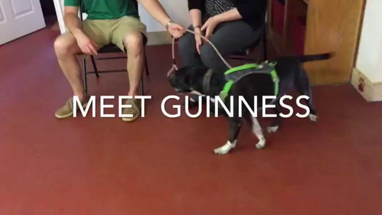 Fear aggressive dog. Guinness 1 week transformation. Top Dog Professional Training puppy paradise