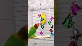 Dzwonki dla papug  #parrot