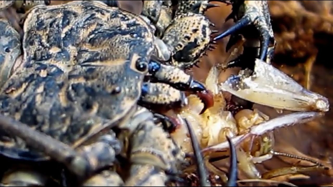 Most Horrifying Arachnid Footage Youtube