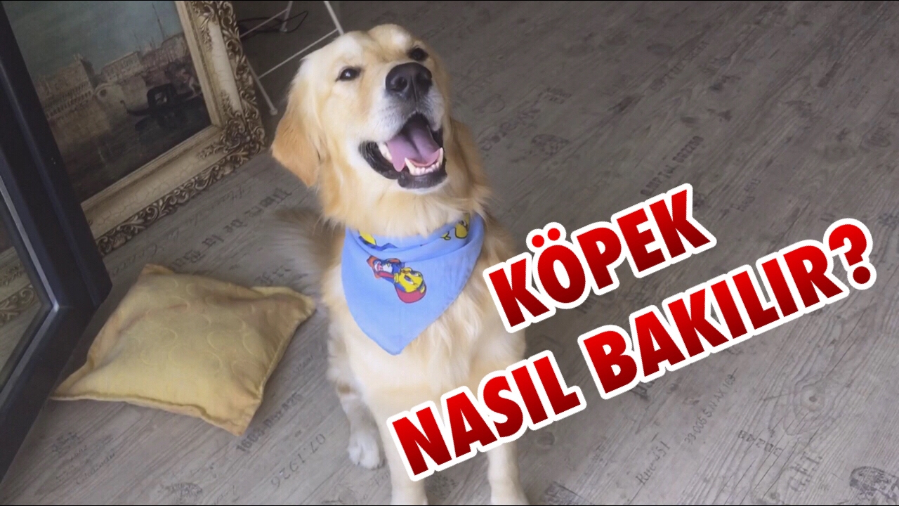 Kopek Nasil Bakilir Chubby Nin Hazirligi Golden Retriever Getting Ready Youtube