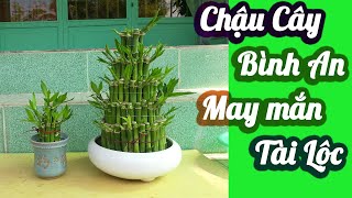 Hướng dẫn làm cây tiền chưng Tết đơn giản, dễ thực hiện