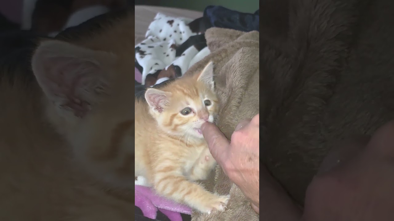 This Rescued Baby &hearts;️&hearts;️&hearts;️ #kitten #sweet #rescue #love