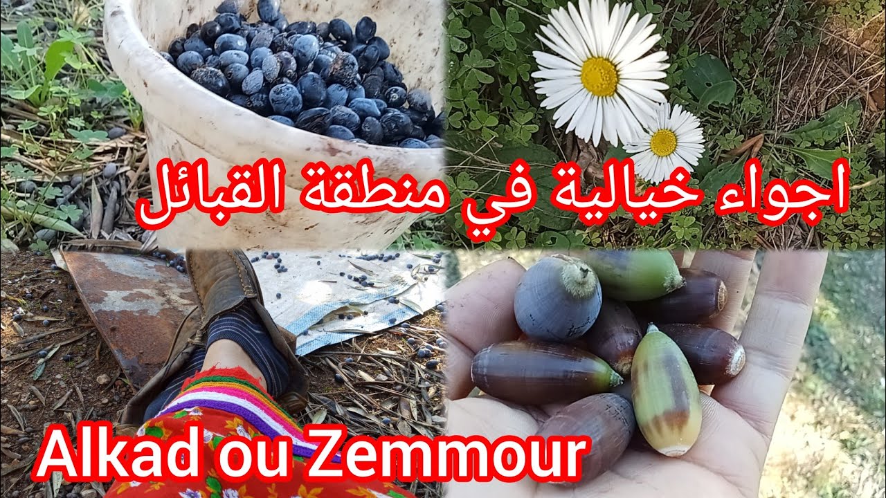 اجواء خيالية في منطقة القبائل.رحت رغم المرضalkad ouzmour en Kabylie 