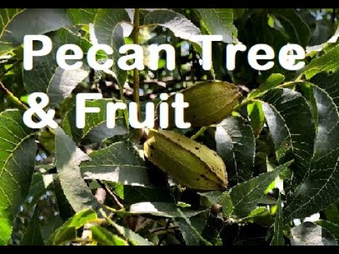 How Does the Pecan Tree Look Like? | Pecan Tree Types | Pecan tree Identification