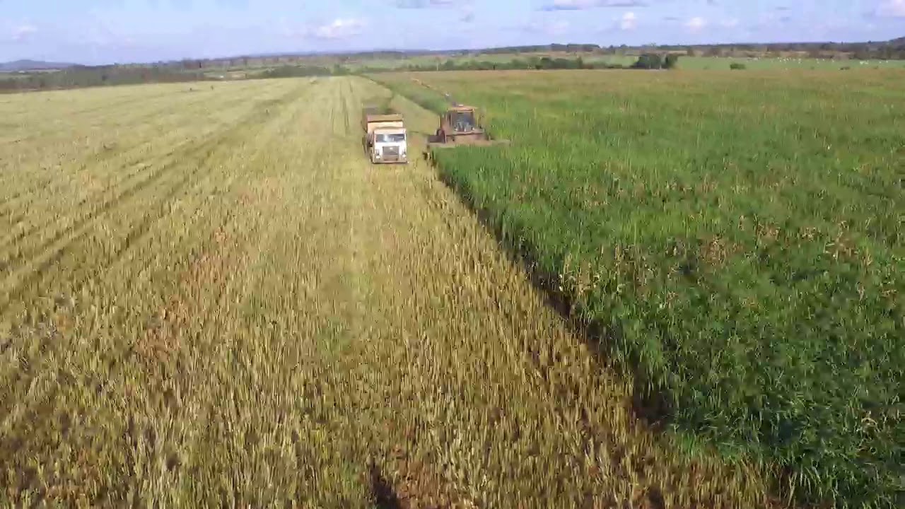 Braki Forrageiras FR 780 no trabalho