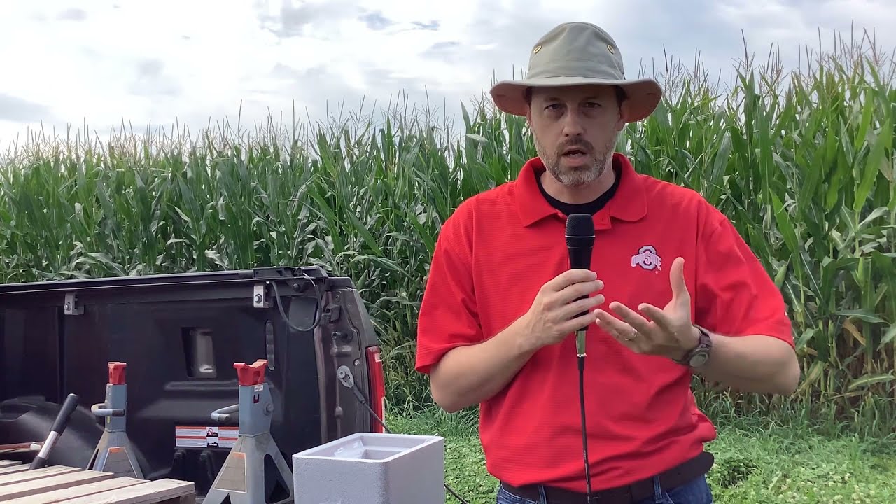 Testing your Corn for BT trait expression