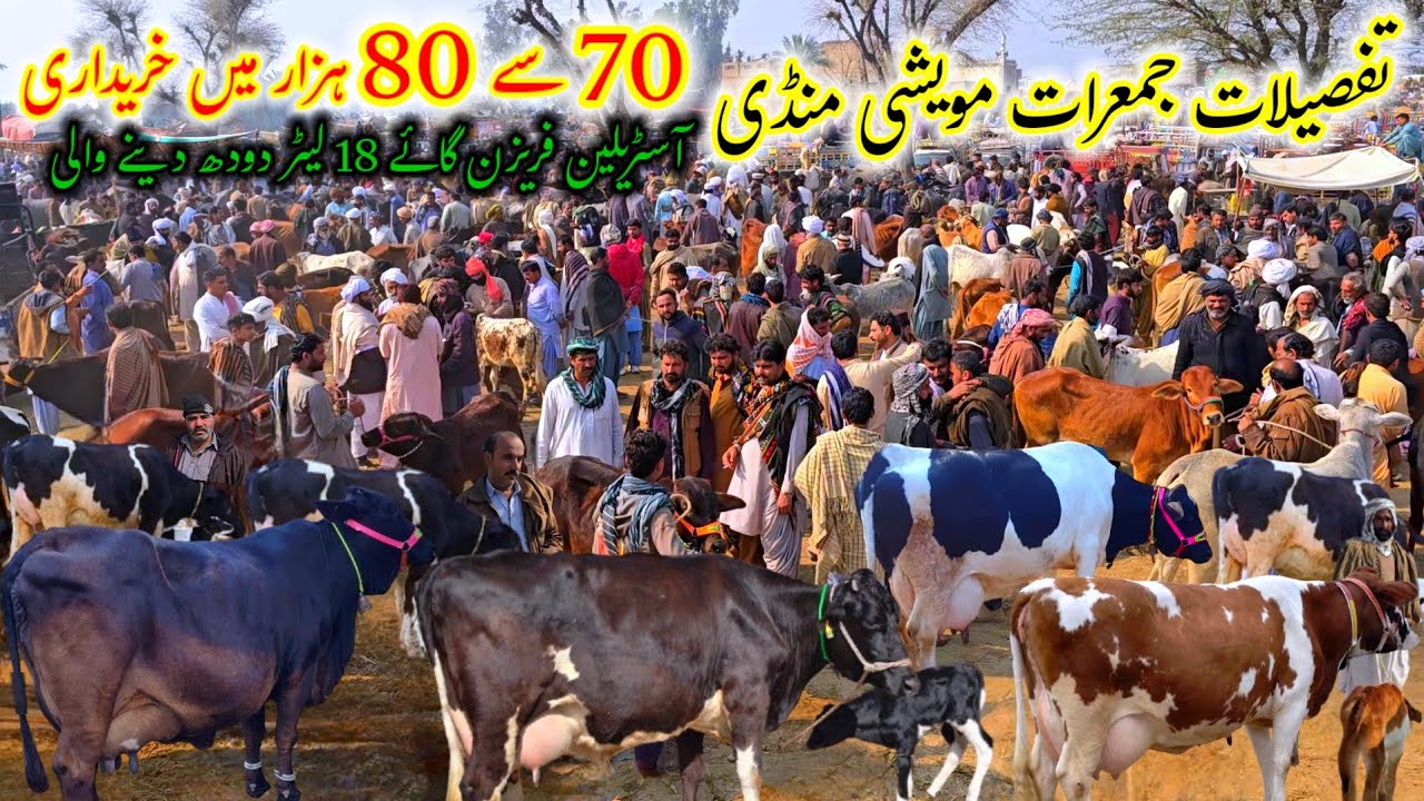 5 February 2026 Cattle market kotchutta latest information آسٹریلین فریزن گائیوں کی سستی دیہات منڈی 