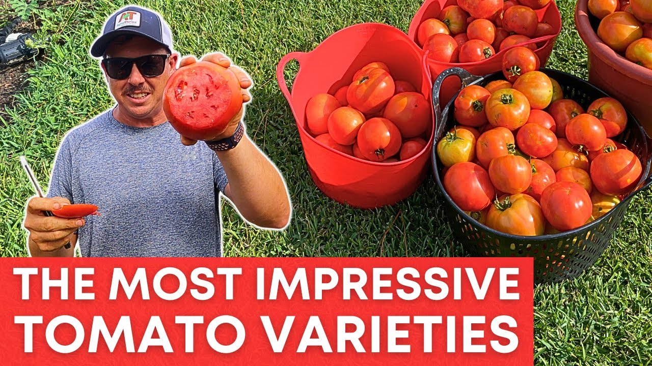 The Prettiest Tomatoes You'll Ever See! - YouTube