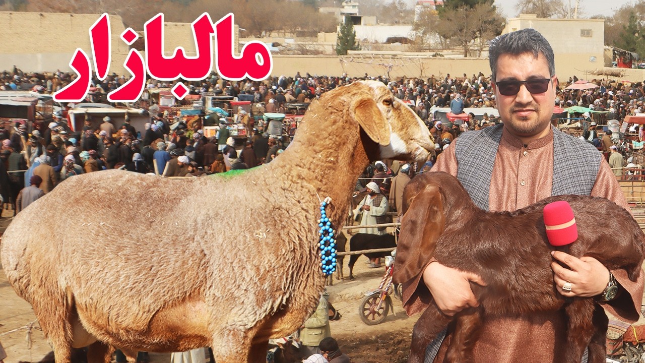 گزارش افغان تاپ:قیمت گاوی های شیری،گاو های زراعتی،قیمت گوسفند،بوز های سیستانی،قیمت گوسالهafghan top