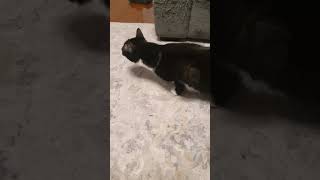 Funny Cat Ula 458