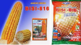 Penanaman jagung hibrida BISI-816. produk PT. BISI INTERNASIONAL TBK (kapal terbang)