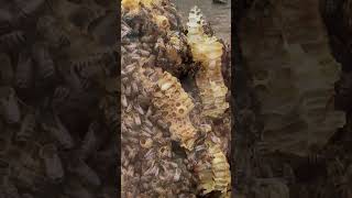 Life of a Beekeepers wife 🐝 3/7/26 #fyp #shorts #bee #beekeeper #honey #honeycomb #queenbee