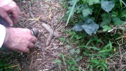Bird trapped in some netting