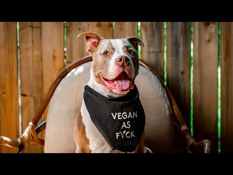 Meet Major, THE VEGAN PITBULL!!