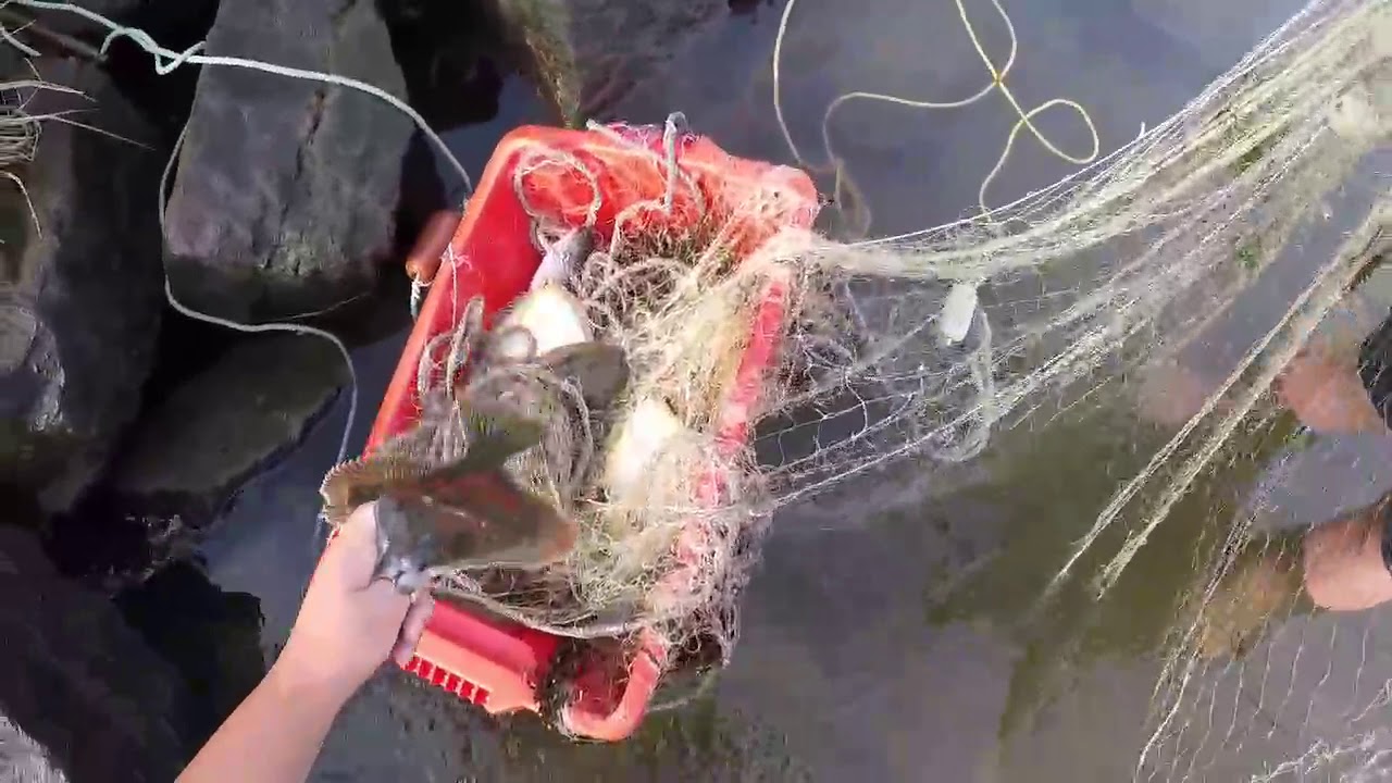 Flounder Drag Netting.