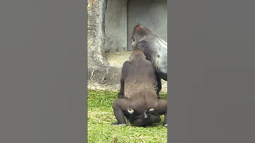 366 ゴリラ D Jeeco Family Shorts 金剛猩猩 