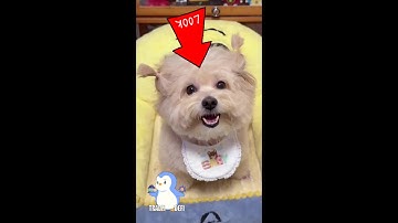 Open Lending Platform: How Does It REALLY Work? #wupples 6