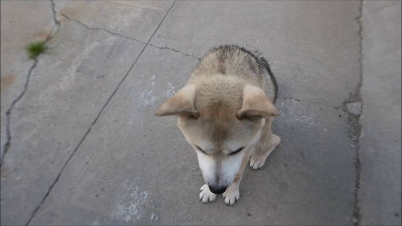 Bobo - A1080888 - Brooklyn ACC camera iphone 8 plus apk
