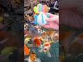 Learn Sea Animal Names for Kids at the Waterfall: Whale Shark Fish Orca Whale Blue Shark