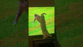 Cat vs TV : The Hilarious fall of Mochay! | cats funny video