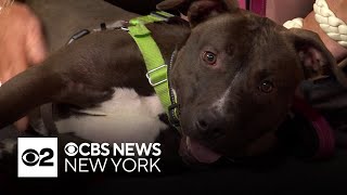 Meet Mocha! This week's Furry Friend up for adoption