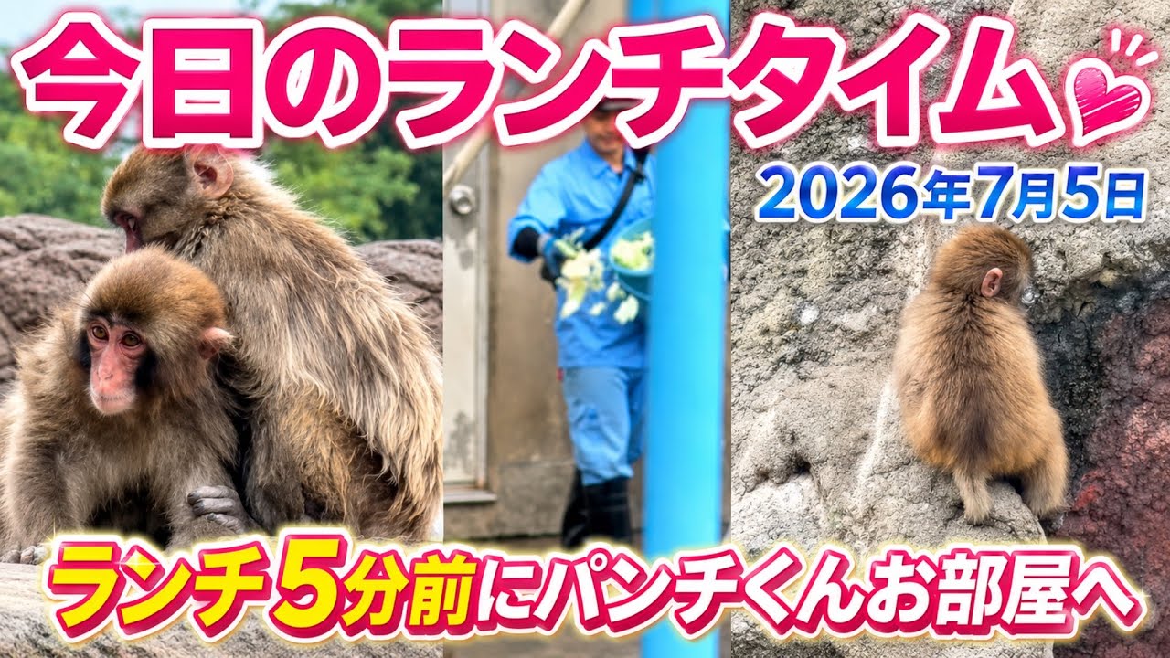 最新】2026年7月5日 今日のパンチ君 ランチ5分前にパンチくんお部屋へ