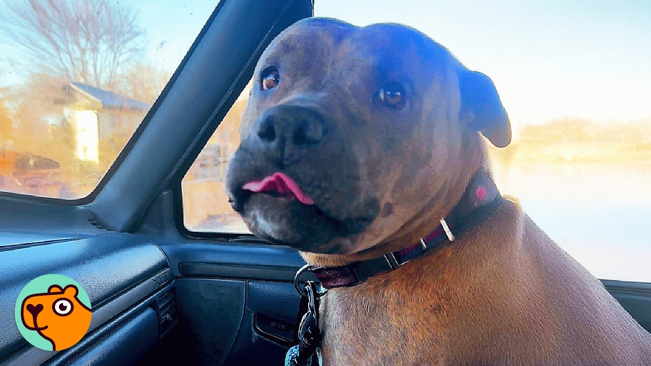 Dog Meets Her Babies After Weeks Apart And It's Too Cute! | Cuddle Buddies