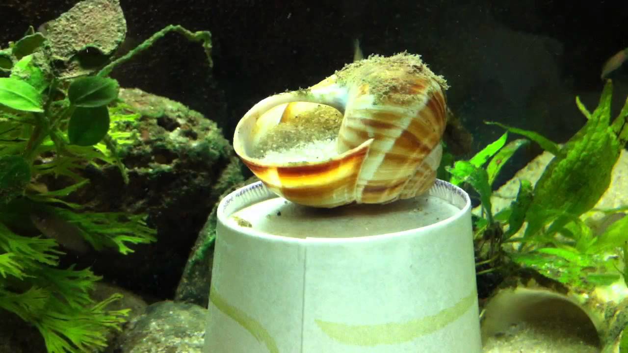 Shell Dweller Tip! YouTube