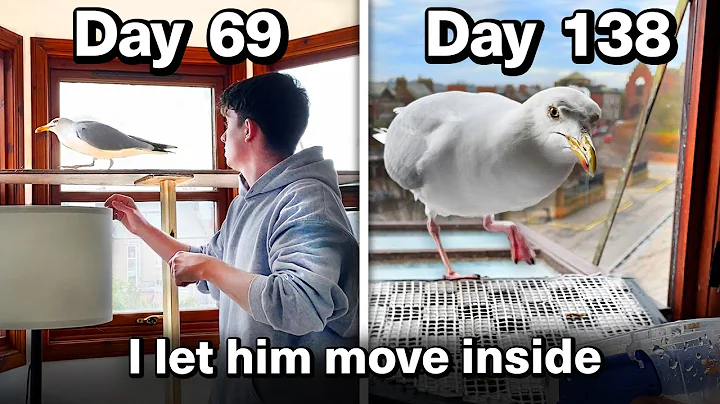 Feeding My Pet Seagull for 69 Days To Gain His Tru...