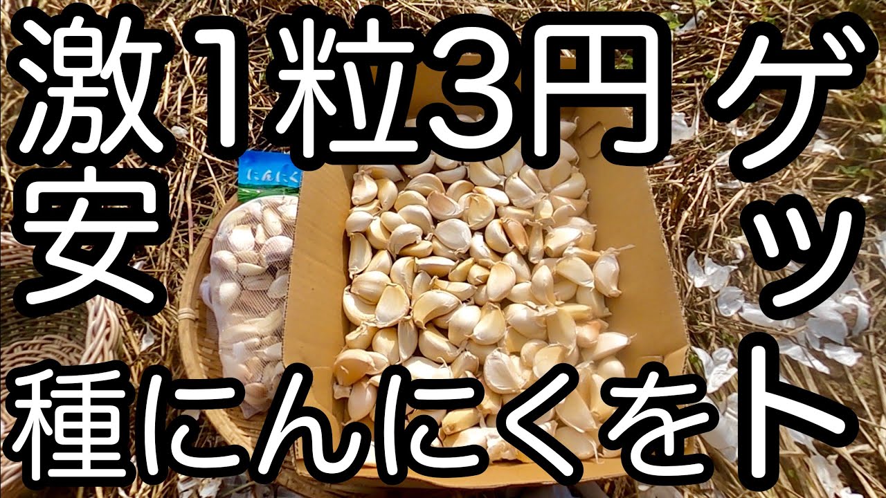 種にんにくを格安でゲットする方法 - YouTube