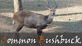 Bushbuck Video From Rest Camps & Wilder Areas In The Kruger National Park | Stories Of The Kruger