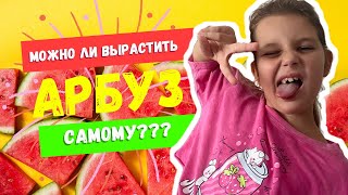 Первая история на канале СофаСторис. Как вырастить арбуз? Смотрим!