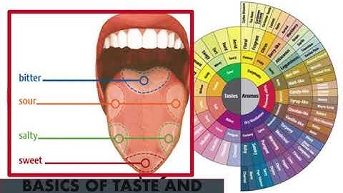 SCA Coffee Sensory Skills Foundation - Part 1 - Sharing my old PowerPoint slides with explanations