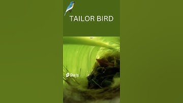 Tailor Bird Nest👲I Nature Videos🎄