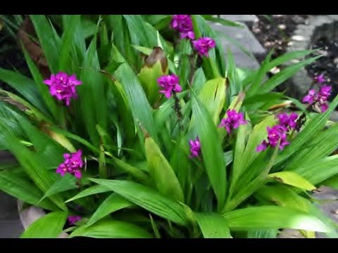Plantando Orquídea Grapete. A orquídea da terra. - thptnganamst.edu.vn