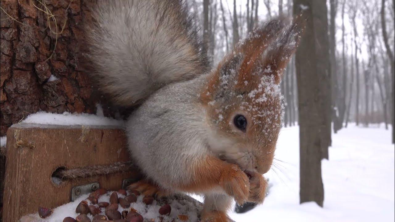Снегопад. Белки тоже моргают / Snowfall. Squirrels blink too YouTube