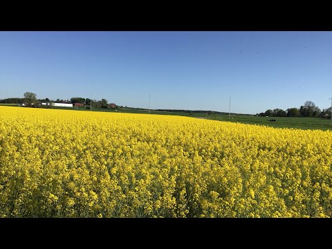 Video: Rapeseed Low