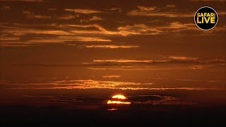 safariLIVE - Sunrise Safari - January 16, 2019