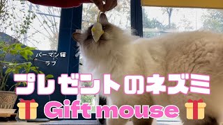 バーマン猫ラフとウリ【プレゼントのネズミ】Gift mouse（バーマン猫）Birman/Cat by J 111 views 3 weeks ago 3 minutes, 26 seconds