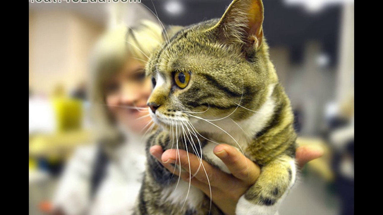 Кошки к53 - YouTube