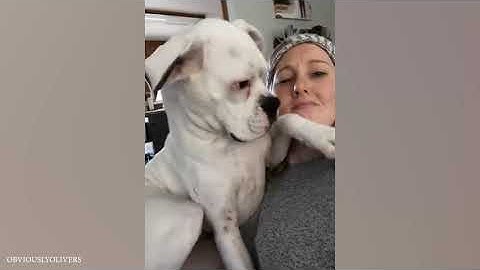 Boxers Are The Weirdest Yet Most Adorable Dogs Ever!   Funny dog videos 2024