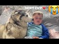 Best Way To Stop My Baby Crying, Bring In The Husky!! [CUTEST VIDEO EVER!!]