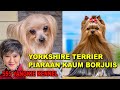 HARGA ANJING KESAYANGAN KAUM BORJUIS - YORKSHIRE TERRIER の動画、YouTube動画。