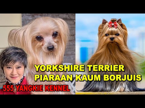 Video: Kebutuhan Esensial untuk Anak Anjing Yorkie