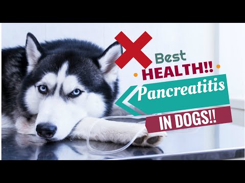 Video: Pancreatitis Sa Mga Aso: Mga Sintomas, Sanhi, At Paggamot